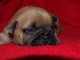 Chiots Bouledogue fran&ccedil;ais cherche une famille d