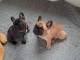 Magnifique couple chiots bouledogue fran&ccedil;ais
