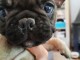 Chiots Bouledogue Fran&ccedil;ais