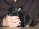 Chiots Bouledogue Fran&ccedil;ais