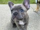 Chiots Bouledogue Fran&ccedil;ais