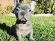 Chiots Bouledogue Fran&ccedil;ais