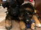  Des chiots bergers allemands sont disponibles