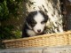 Adoption Chiots Type Berger Australien &acirc;g&eacute; de 3 mois