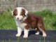 Adoption Chiots Type Berger Australien &acirc;g&eacute; de 3 mois