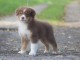 Adoption Chiots Type Berger Australien &acirc;g&eacute; de 3 mois
