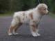 Adoption Chiots Type Berger Australien &acirc;g&eacute; de 3 mois