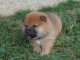 disponible Magnifiques port&eacute;e de chiots Shiba