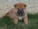disponible Magnifiques port&eacute;e de chiots Shiba