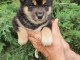 Adorables Chiots Shiba a donner contre bon soin