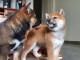 Adorables Chiots Shiba a donner contre bon soin