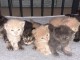 Chatons : Type maine coon pour No&euml;l