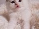 Chatons race pure Ragdoll vaccin&eacute;s,puces et vermifuges &eacute;lev&eacute;s en 