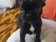 Chiots Bouledogue Fran&ccedil;ais