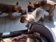 Chiots Bouledogue Fran&ccedil;ais