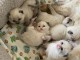 Superbe chaton Ragdoll disponible de suite 