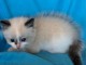 Magnifique chaton ragdoll LOOF