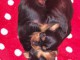 Pinshers nains extr&ecirc;mement mignons