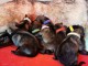 chiots chien loup tch&eacute;coslovaque