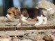 Donne chiot type  Beagle