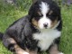 Magnifique  chiot Bouvier bernois &agrave; donner