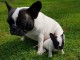 Je donnes chiot bouledogue fran&ccedil;ais femelle