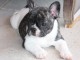 Chiot bouledogue fran&ccedil;ais femelle