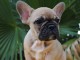 Chiot bouledogue fran&ccedil;ais femelle