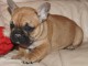 Chiot bouledogue fran&ccedil;ais femelle