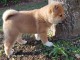 chiots shiba inu a donner