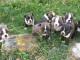 Chiots type Boston terrier