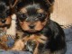 chiots yorkshire pour famille