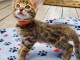 Chaton Bengal a donn&eacute; 