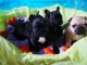 Chiots Bouledogue Fran&ccedil;ais