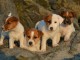 Adoption Chiots Jack Russell Terrier