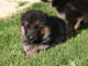 chiot berger allemand a donner