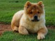 adorables chow chow a donner