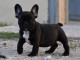Chiots Bouledogue Fran&ccedil;ais