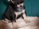 Chiots Bouledogue Fran&ccedil;ais