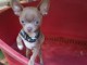 Magnifique chiot Chihuahua m&acirc;le, de couleur bleu