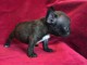 Chiots Bouledogue Fran&ccedil;ais