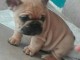 Chiots Bouledogue Fran&ccedil;ais