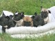 Chiots Bouledogue Fran&ccedil;ais