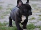 Chiots Bouledogue Fran&ccedil;ais