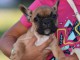 Chiots Bouledogue Fran&ccedil;ais