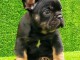 Chiots Bouledogue Fran&ccedil;ais