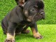 Chiots Bouledogue Fran&ccedil;ais
