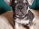 Chiots Bouledogue Fran&ccedil;ais