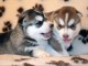 Magnifiques chiots Husky Siberie Femelles et M&acirc;les LOF
