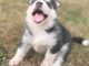 Magnifiques chiots Husky Siberie Femelles et M&acirc;les LOF